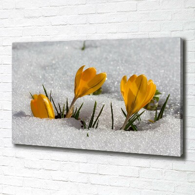 Tableau mural sur toile Crocus dans la neige