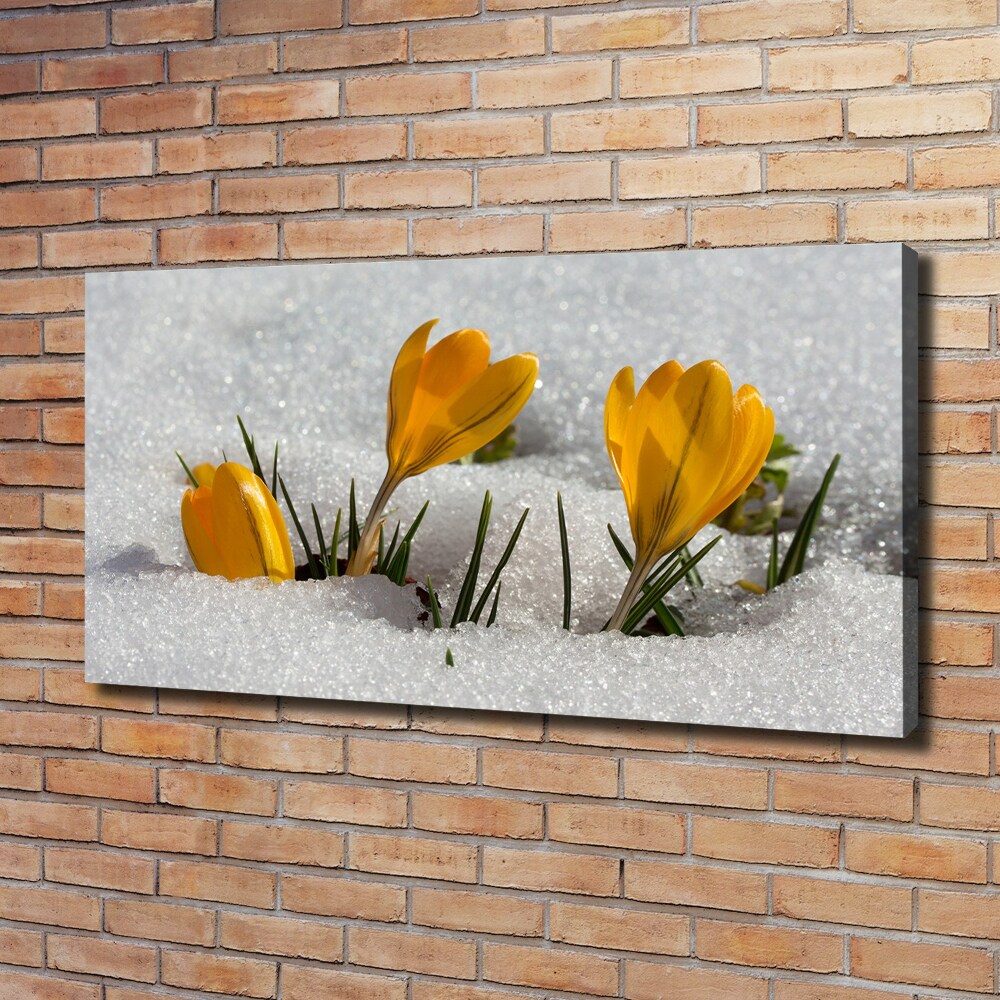 Tableau mural sur toile Crocus dans la neige