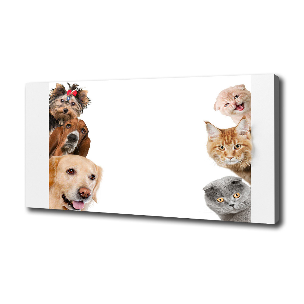 Tableau photo sur toile Chiens et chats