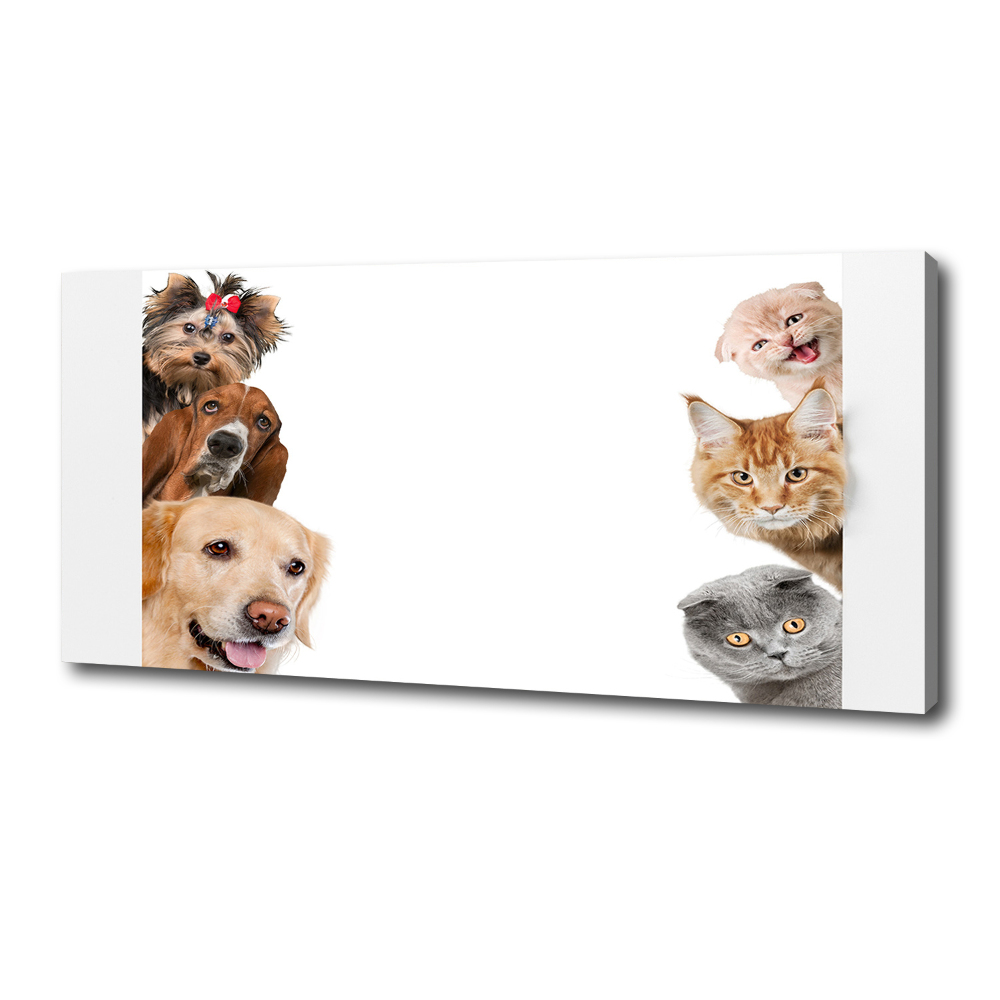 Tableau photo sur toile Chiens et chats