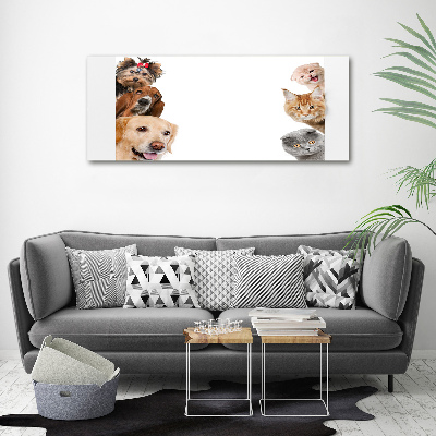 Tableau photo sur toile Chiens et chats