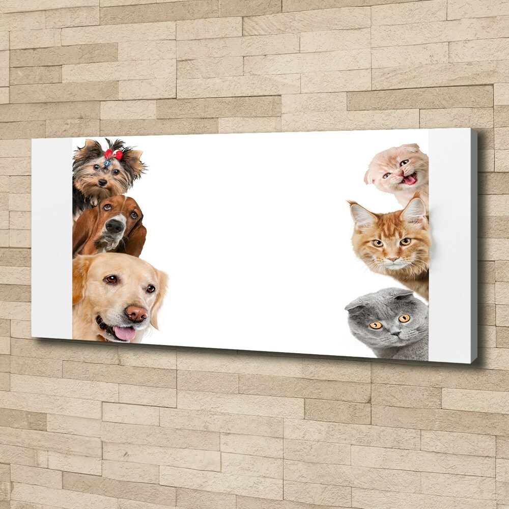 Tableau photo sur toile Chiens et chats