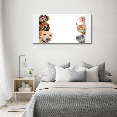 Tableau photo sur toile Chiens et chats