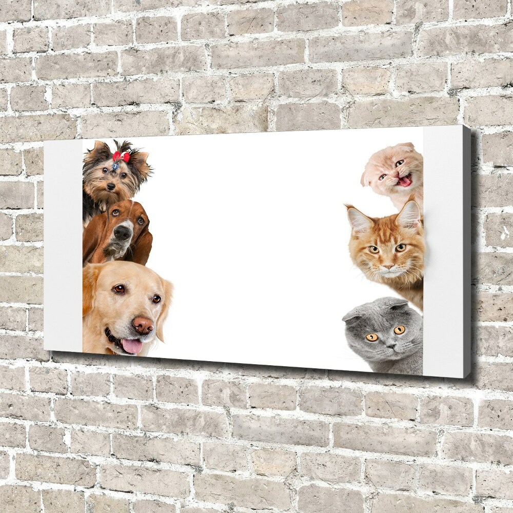 Tableau photo sur toile Chiens et chats