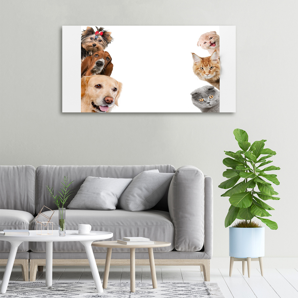 Tableau photo sur toile Chiens et chats