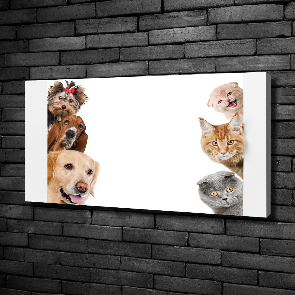 Tableau photo sur toile Chiens et chats