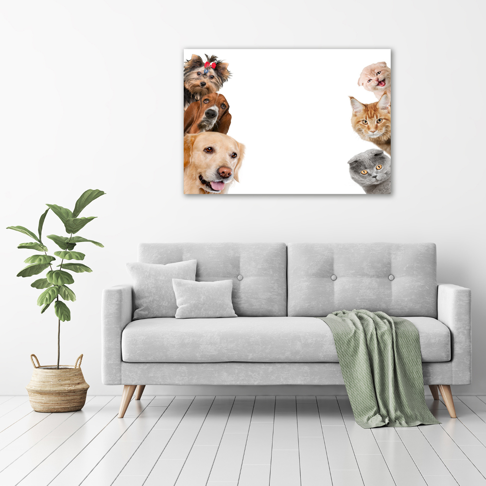 Tableau photo sur toile Chiens et chats