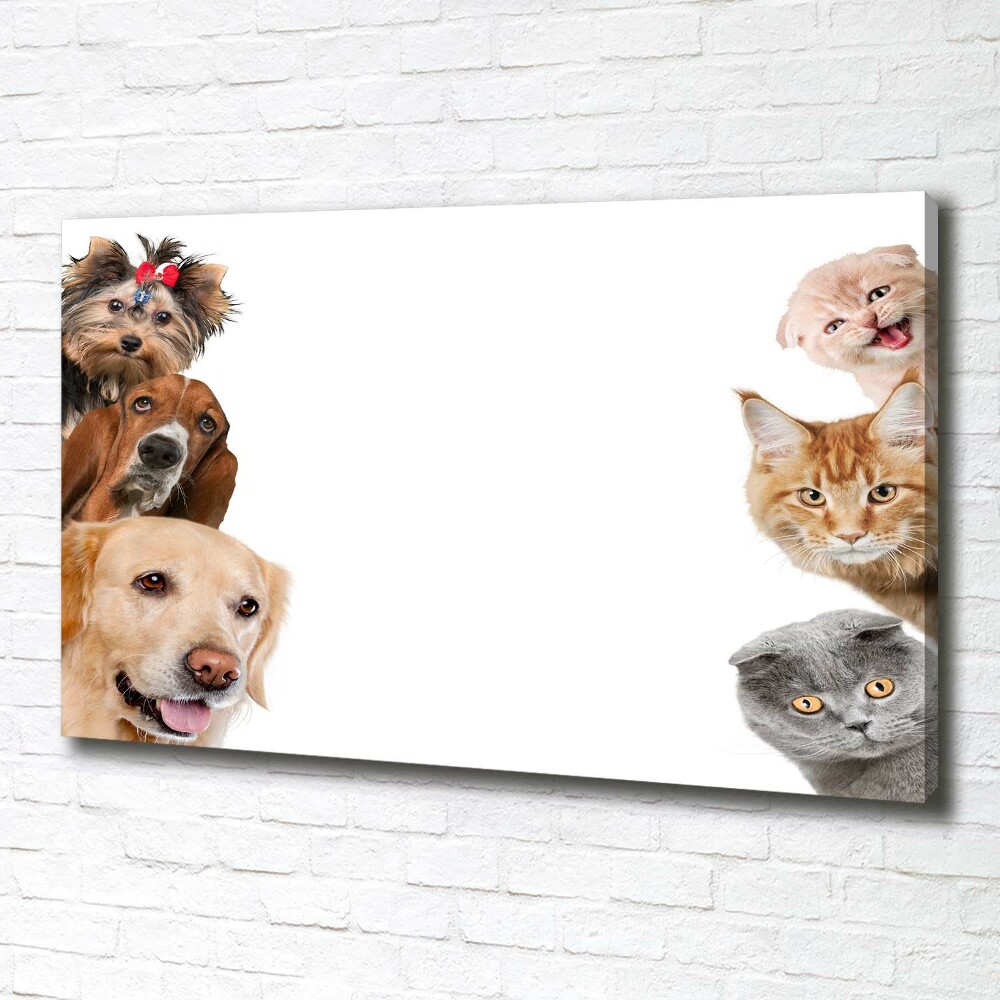 Tableau photo sur toile Chiens et chats