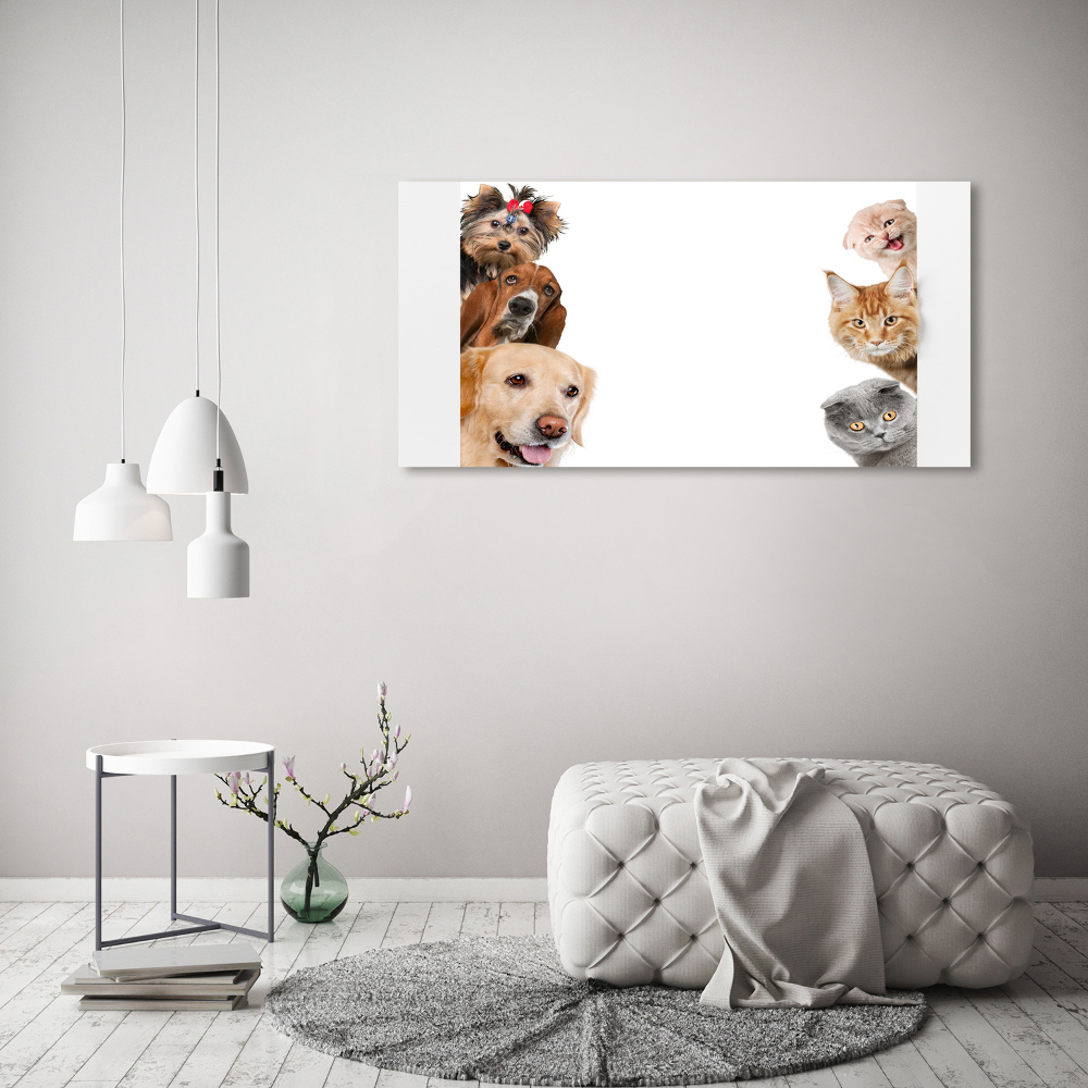 Tableau photo sur toile Chiens et chats