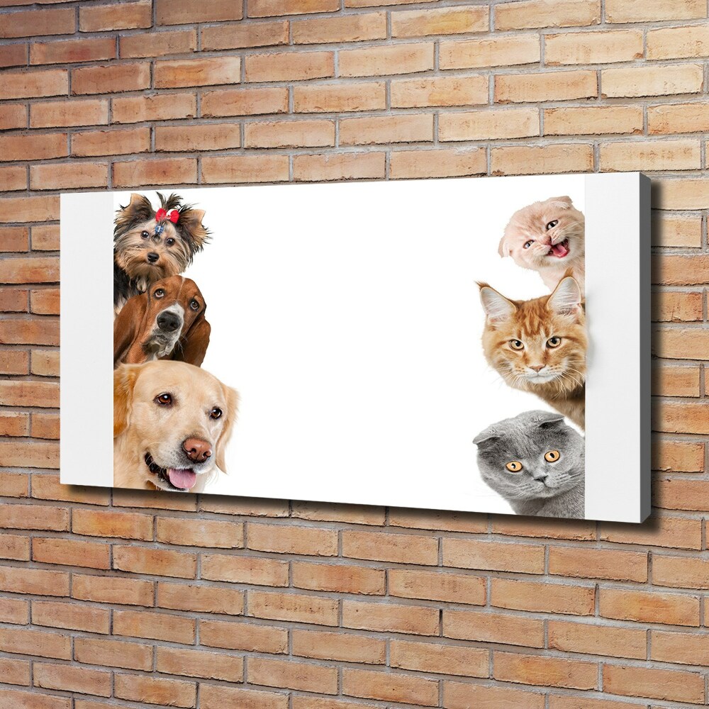 Tableau photo sur toile Chiens et chats