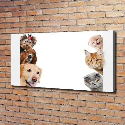 Tableau photo sur toile Chiens et chats