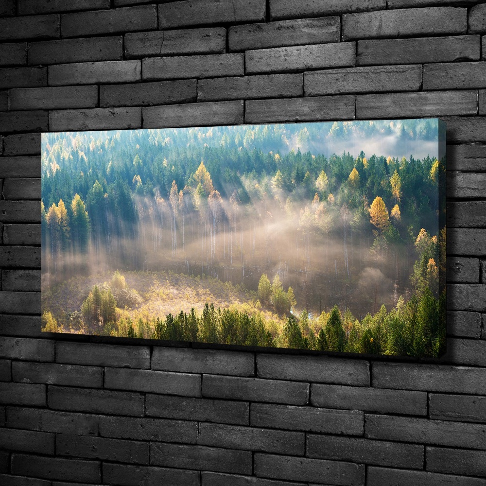 Tableau mural sur toile Le brouillard dans la forêt