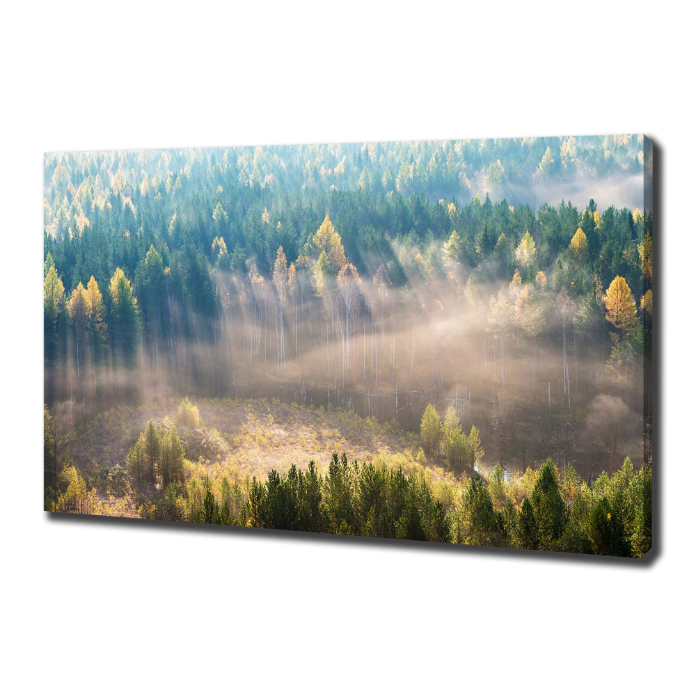 Tableau mural sur toile Le brouillard dans la forêt