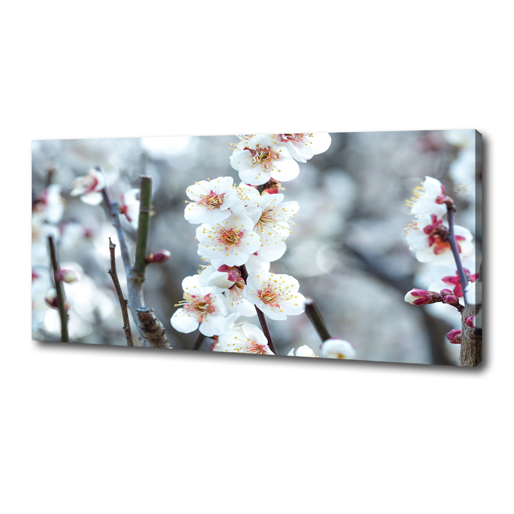 Tableau photo sur toile Fleurs de cerisier