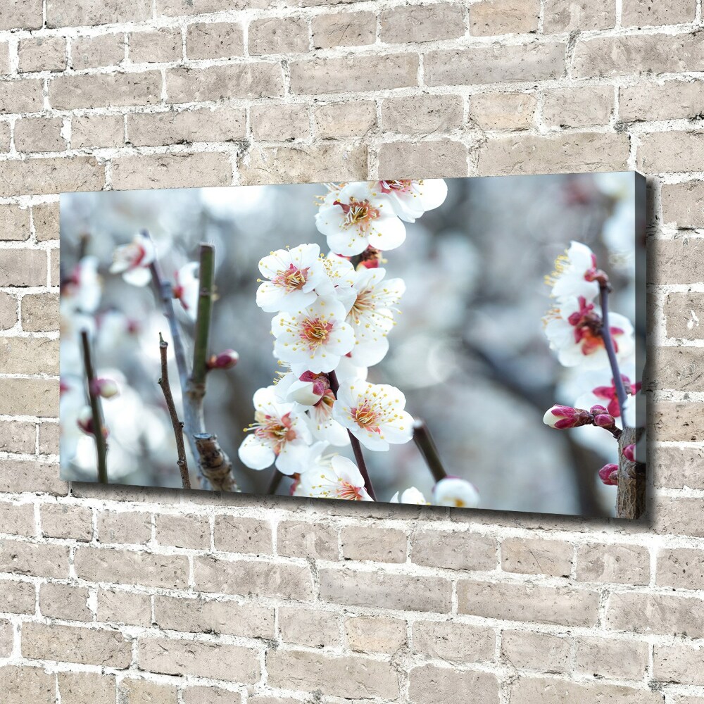 Tableau photo sur toile Fleurs de cerisier