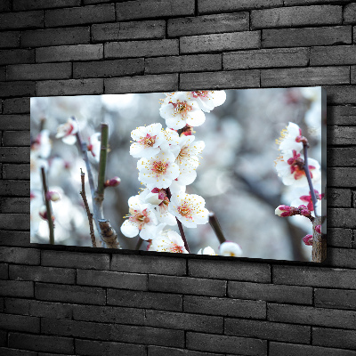 Tableau photo sur toile Fleurs de cerisier