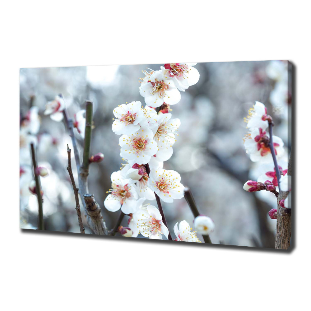 Tableau photo sur toile Fleurs de cerisier