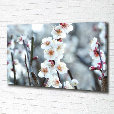 Tableau photo sur toile Fleurs de cerisier