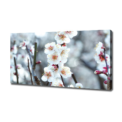 Tableau photo sur toile Fleurs de cerisier