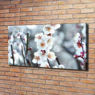 Tableau photo sur toile Fleurs de cerisier