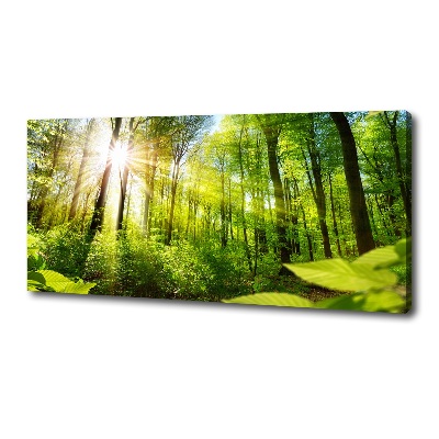 Tableau sur toile La forêt sous le soleil