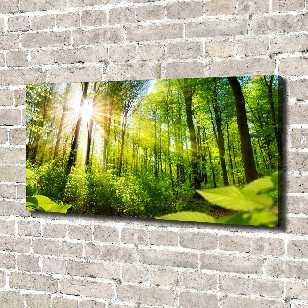 Tableau sur toile La forêt sous le soleil