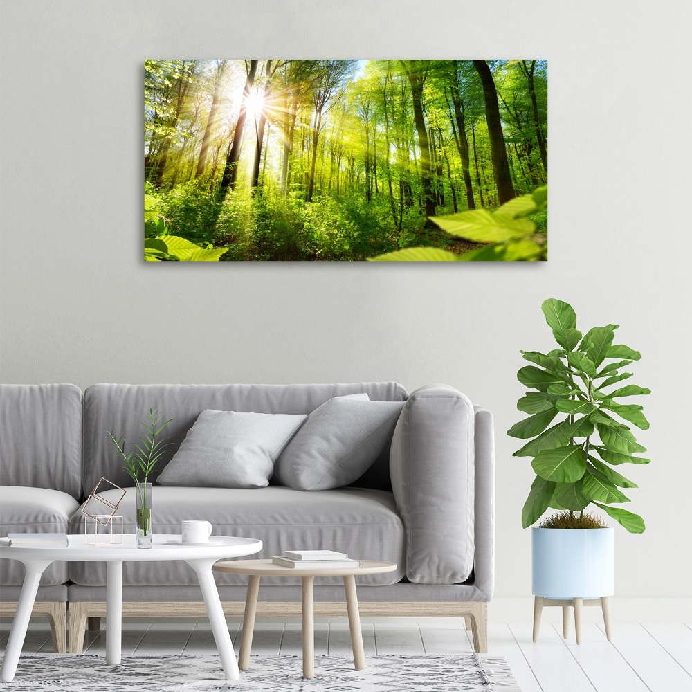 Tableau sur toile La forêt sous le soleil