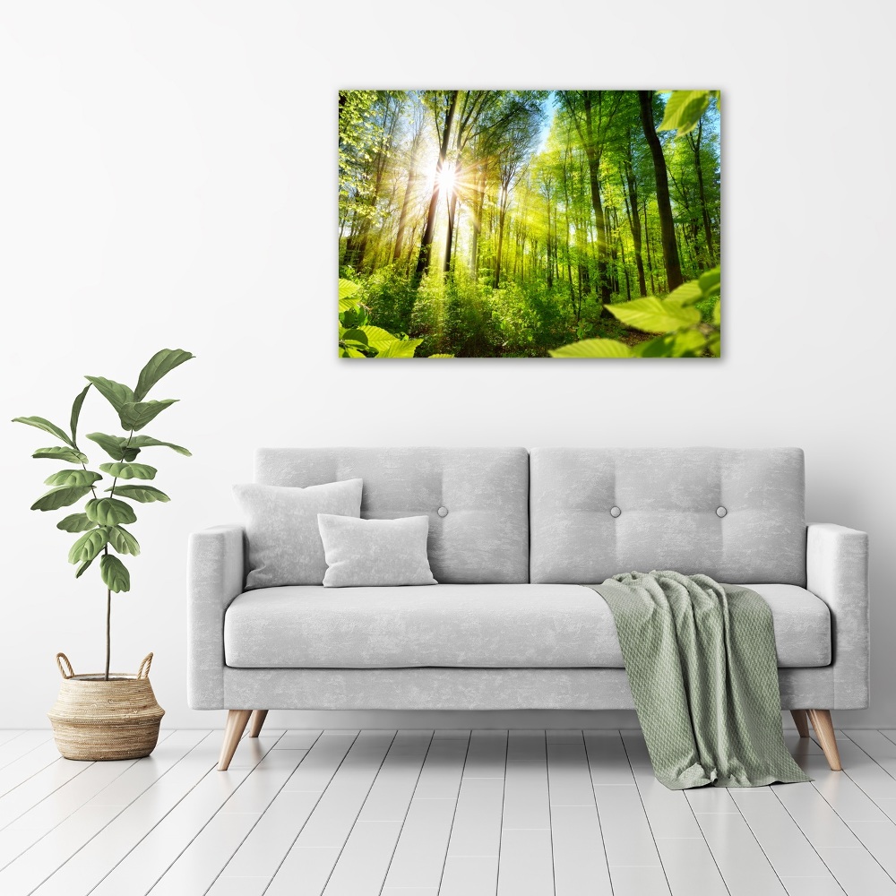 Tableau sur toile La forêt sous le soleil