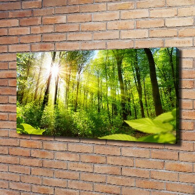 Tableau sur toile La forêt sous le soleil