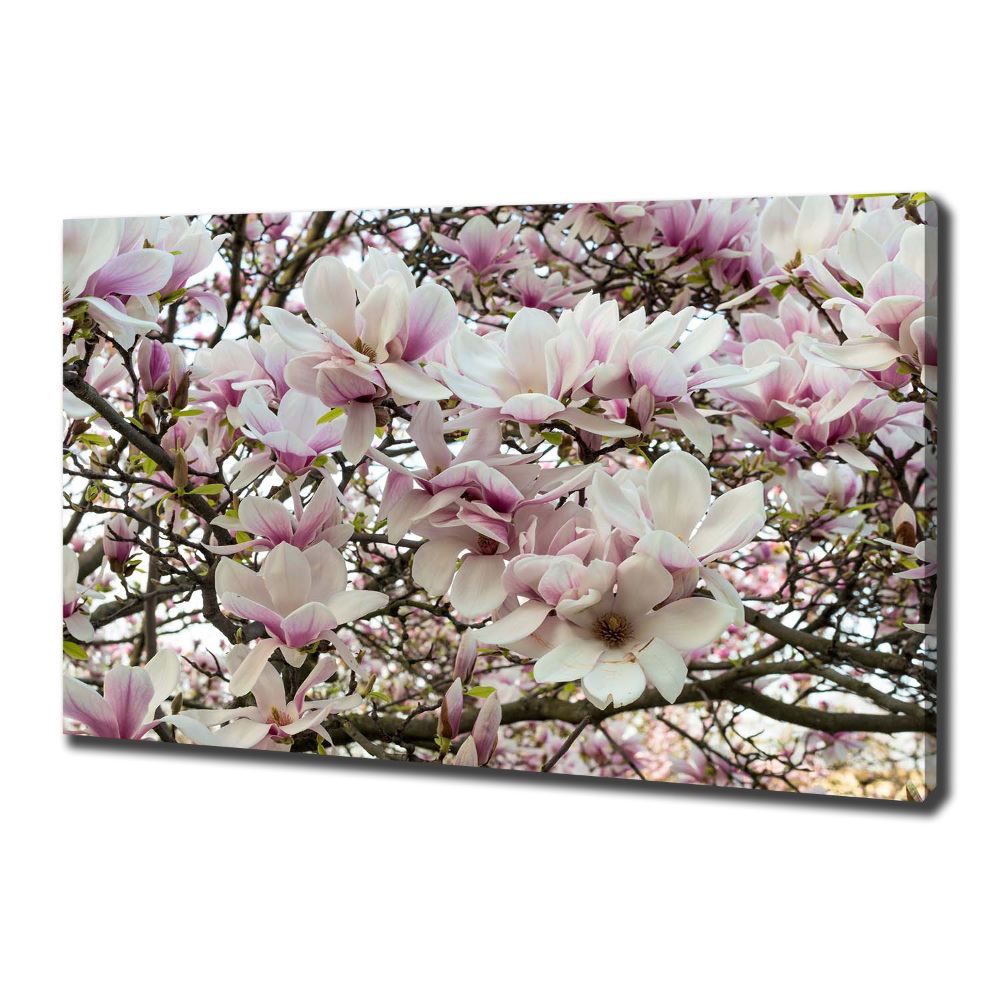 Tableau mural sur toile Fleurs de magnolia