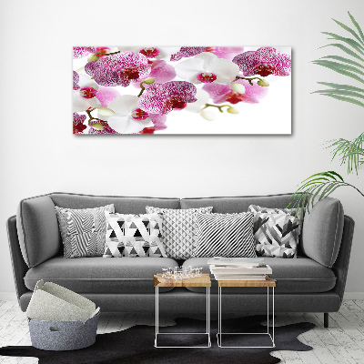 Tableau imprimé sur toile Orchidée plante