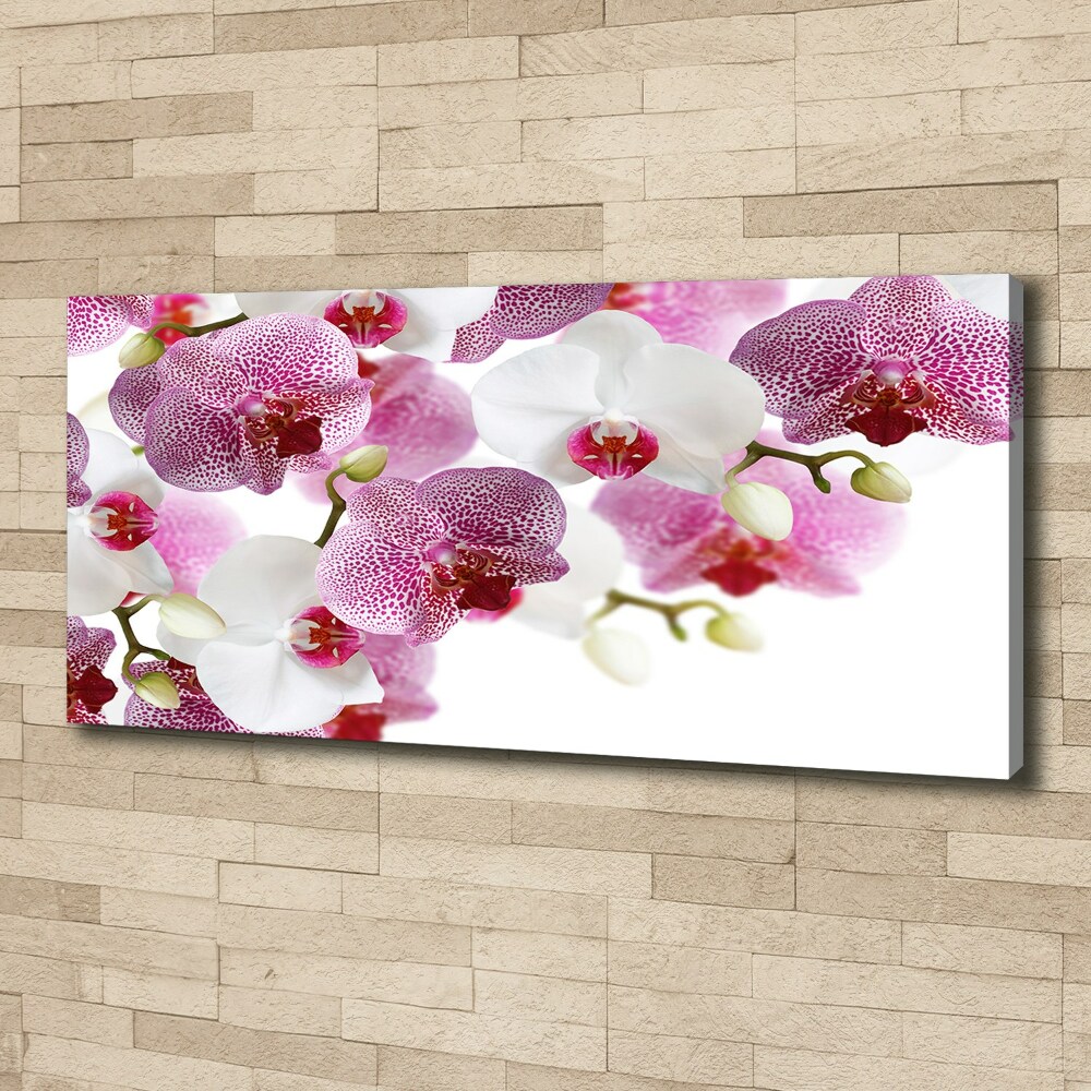 Tableau imprimé sur toile Orchidée plante