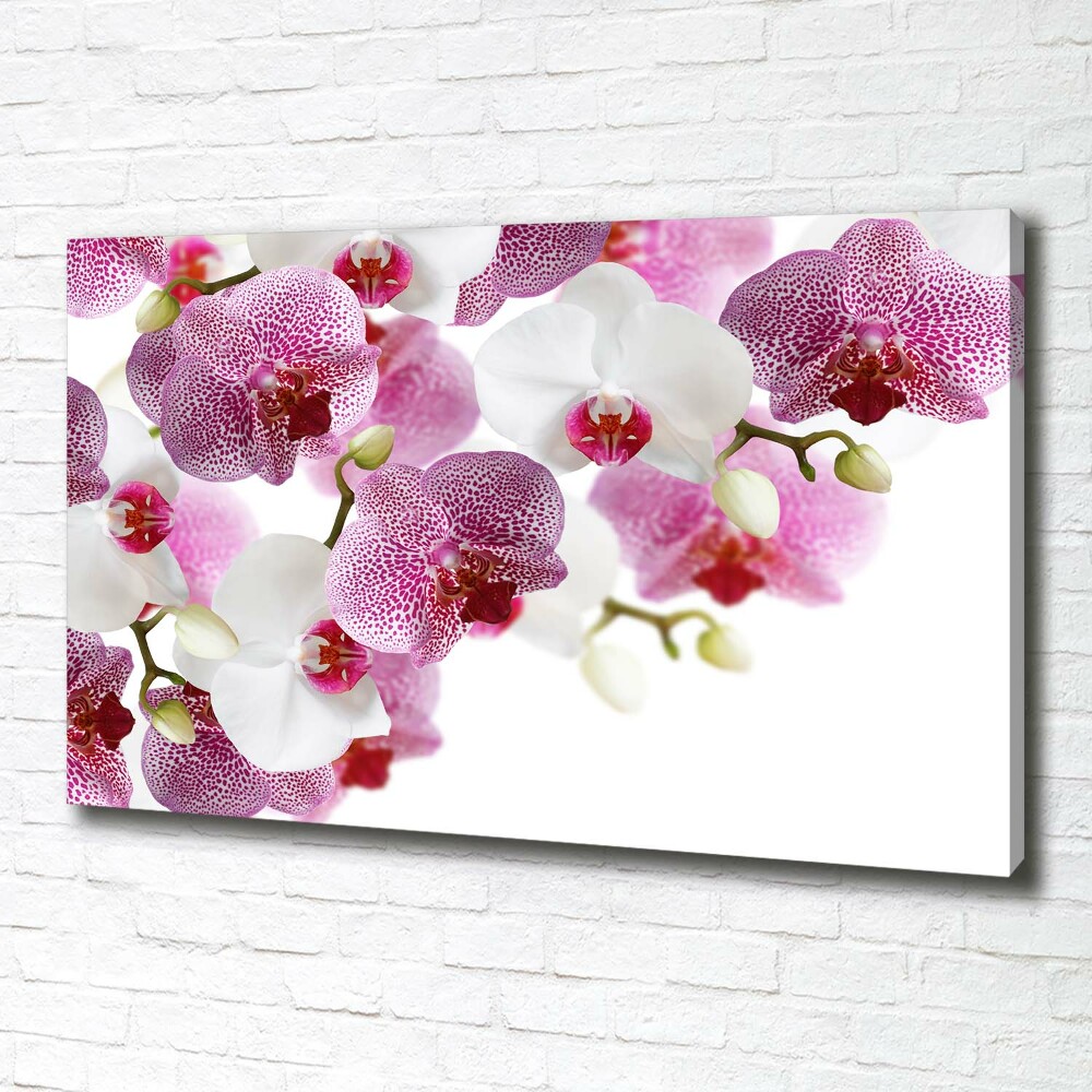 Tableau imprimé sur toile Orchidée plante