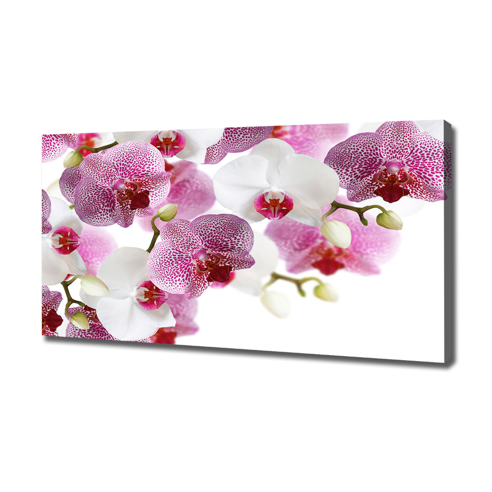 Tableau imprimé sur toile Orchidée plante