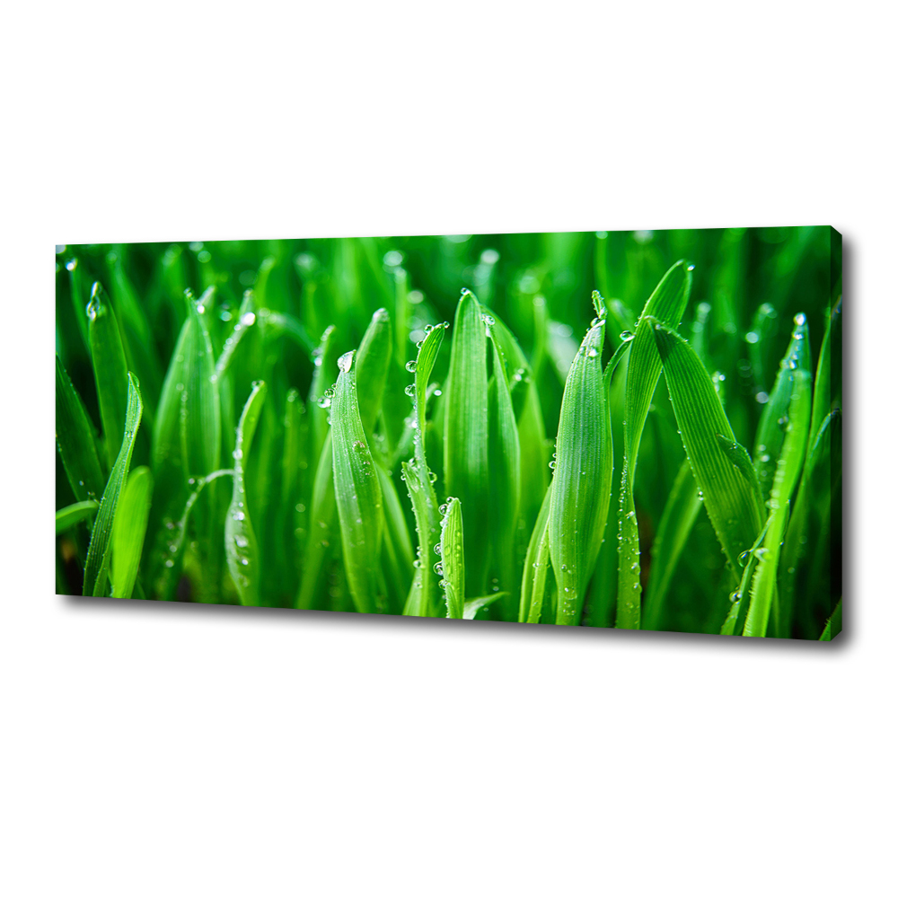 Tableau photo sur toile Herbe