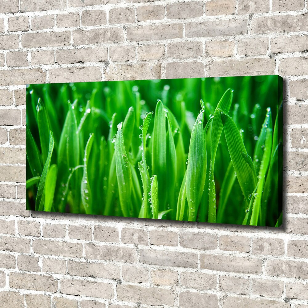 Tableau photo sur toile Herbe