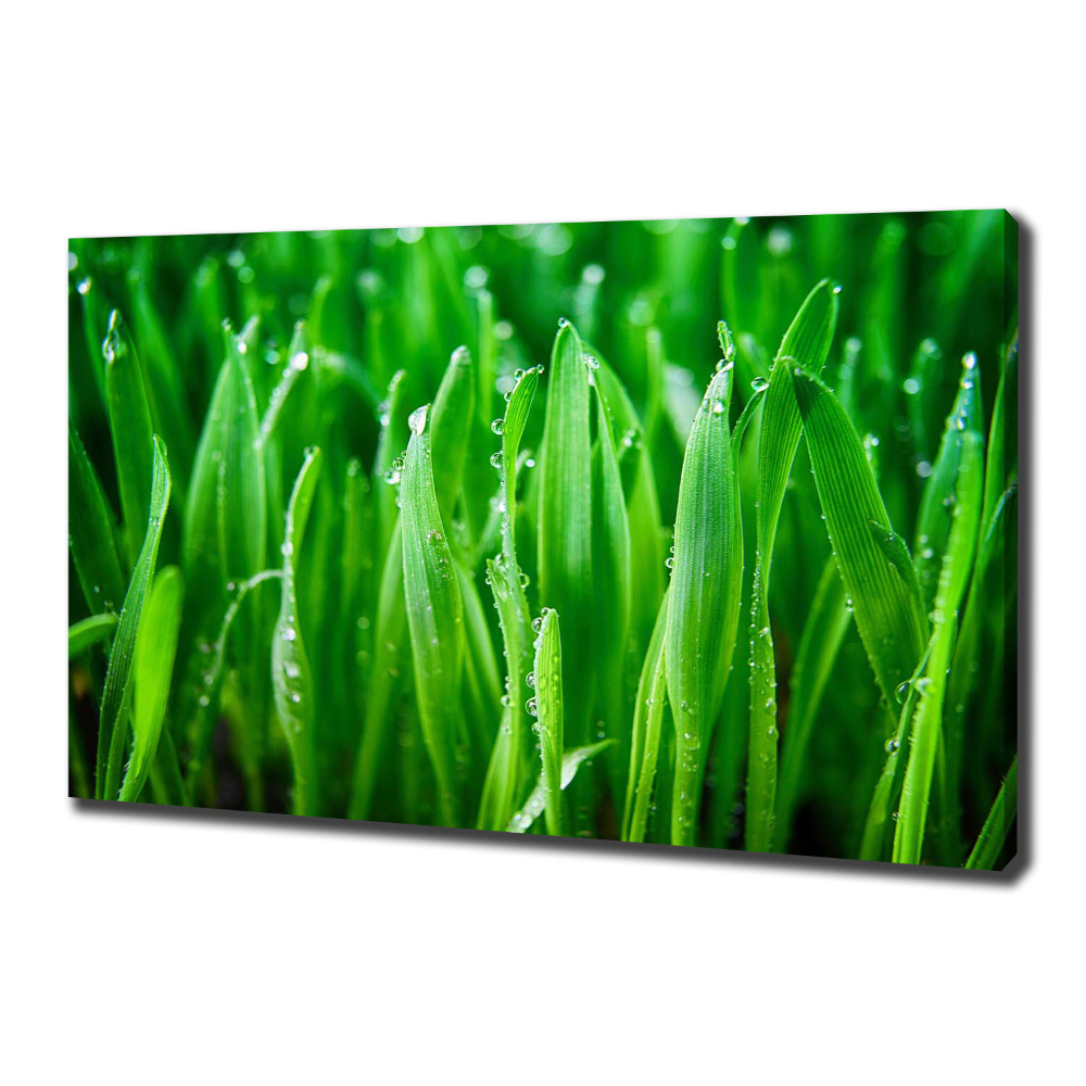 Tableau photo sur toile Herbe