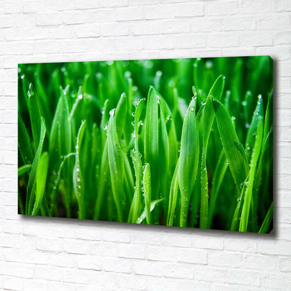 Tableau photo sur toile Herbe