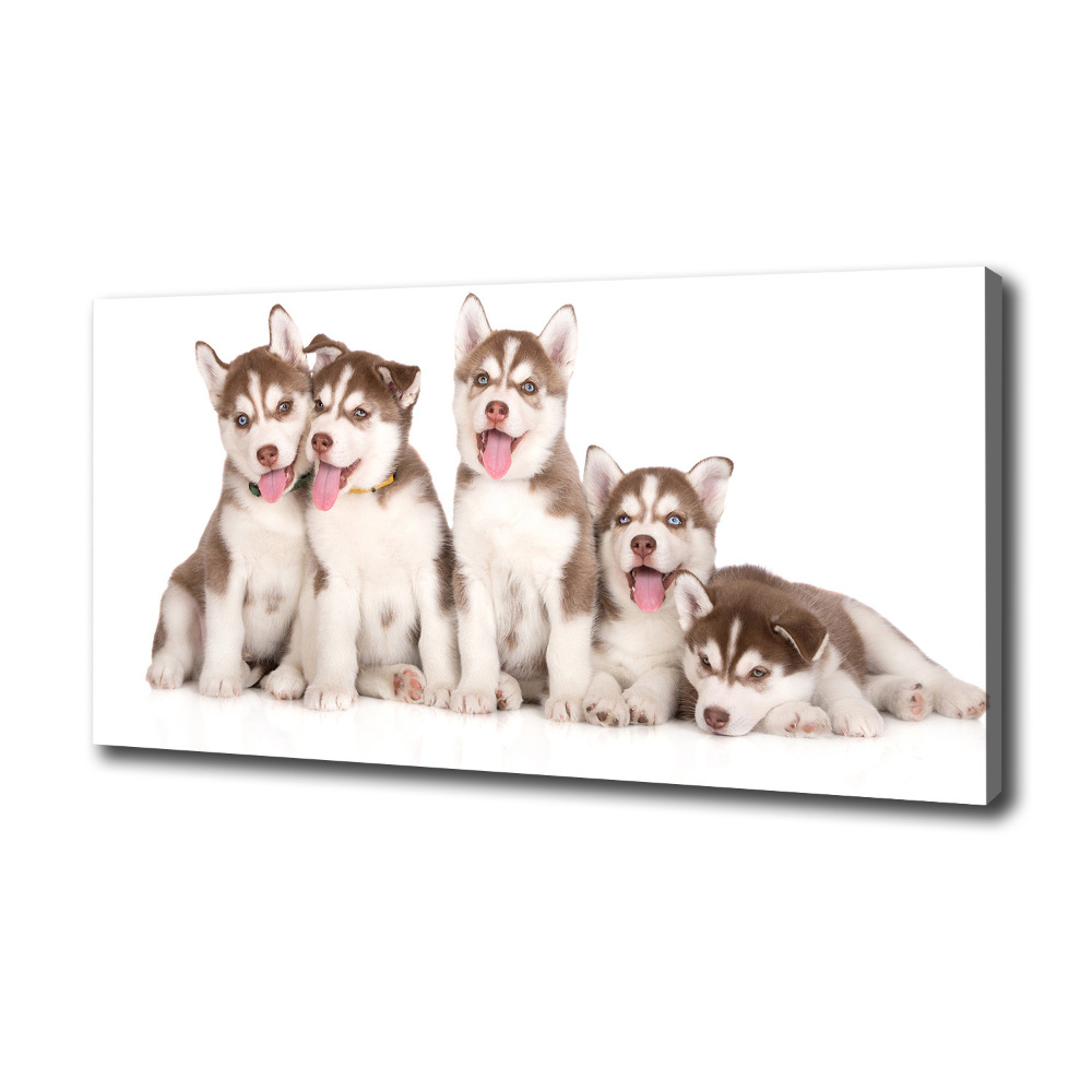 Tableau imprimé sur toile Chiots Husky