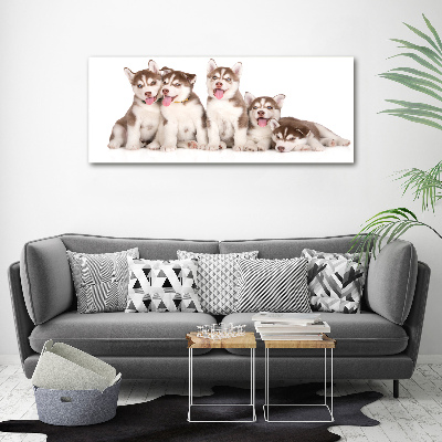 Tableau imprimé sur toile Chiots Husky