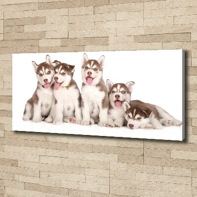 Tableau imprimé sur toile Chiots Husky