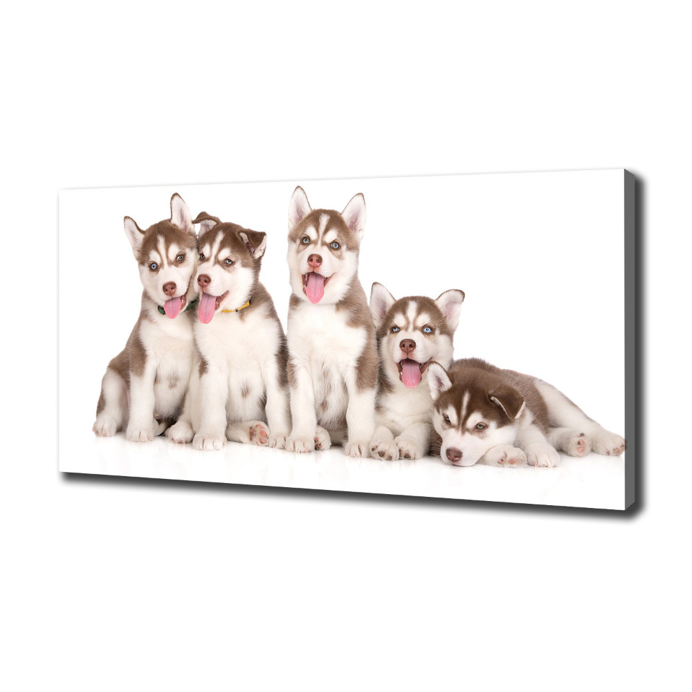 Tableau imprimé sur toile Chiots Husky