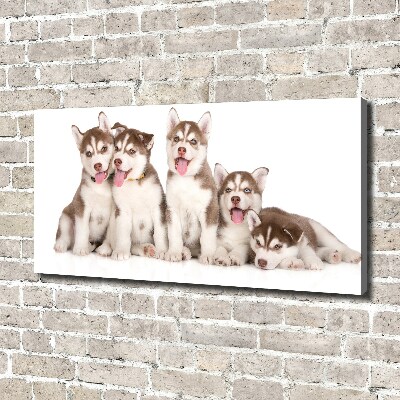 Tableau imprimé sur toile Chiots Husky