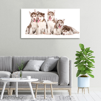 Tableau imprimé sur toile Chiots Husky