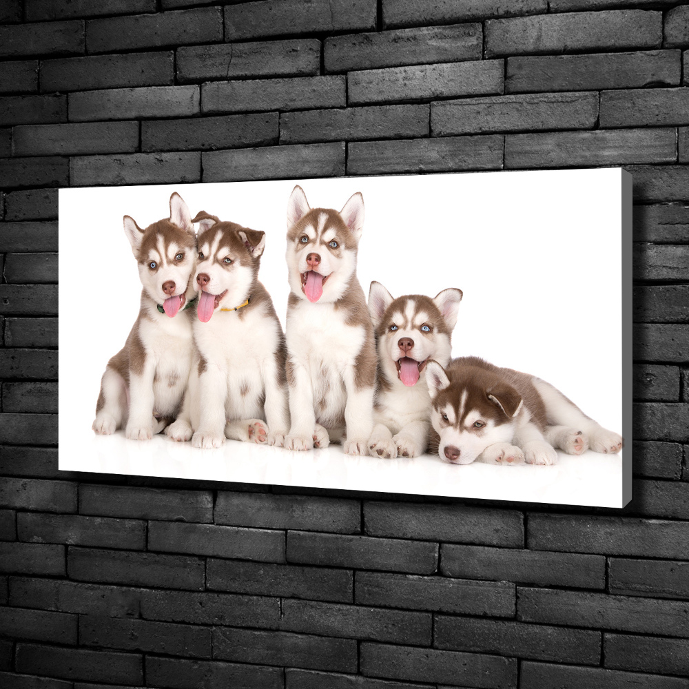 Tableau imprimé sur toile Chiots Husky