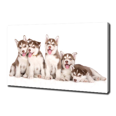 Tableau imprimé sur toile Chiots Husky