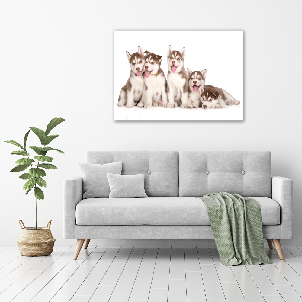 Tableau imprimé sur toile Chiots Husky