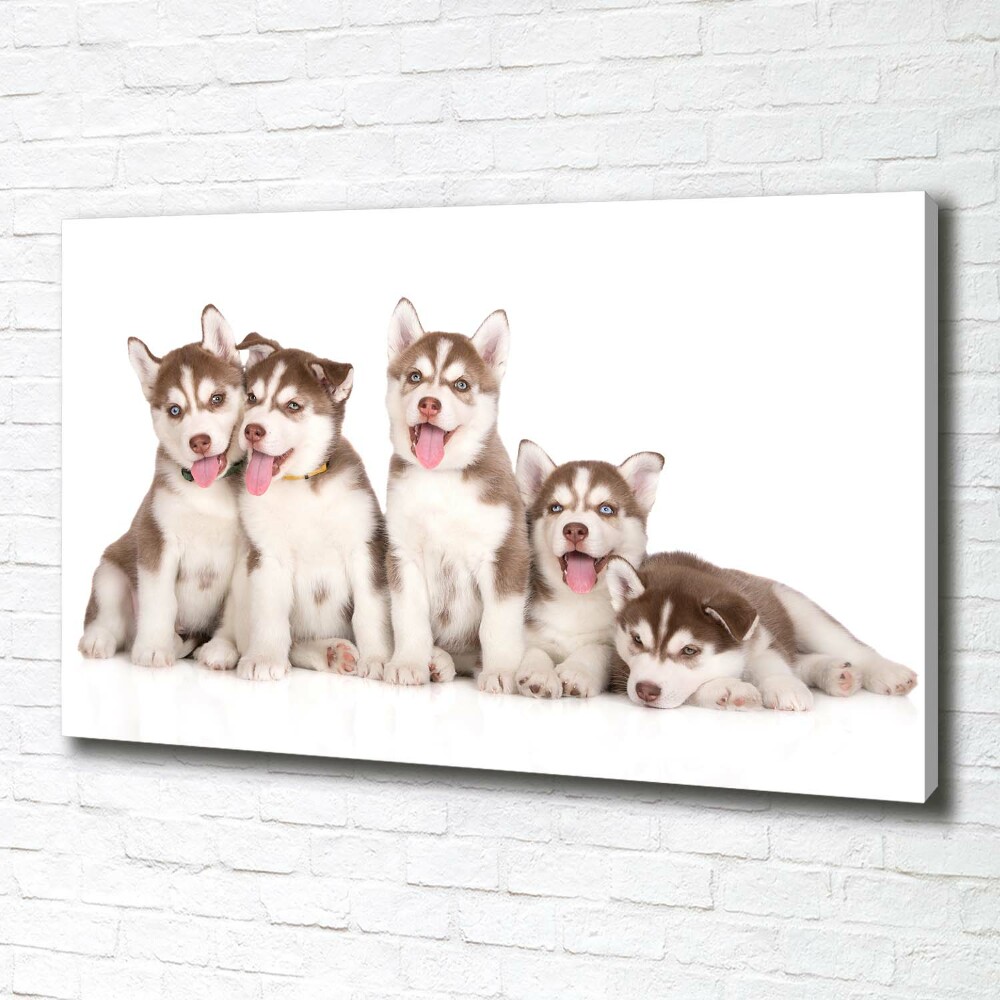 Tableau imprimé sur toile Chiots Husky