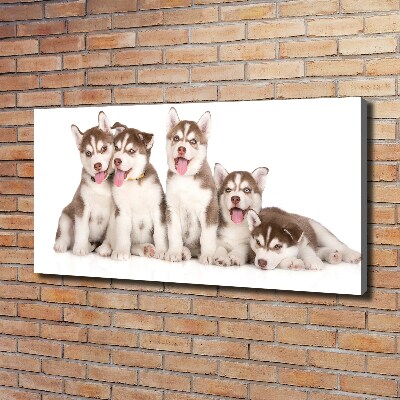 Tableau imprimé sur toile Chiots Husky