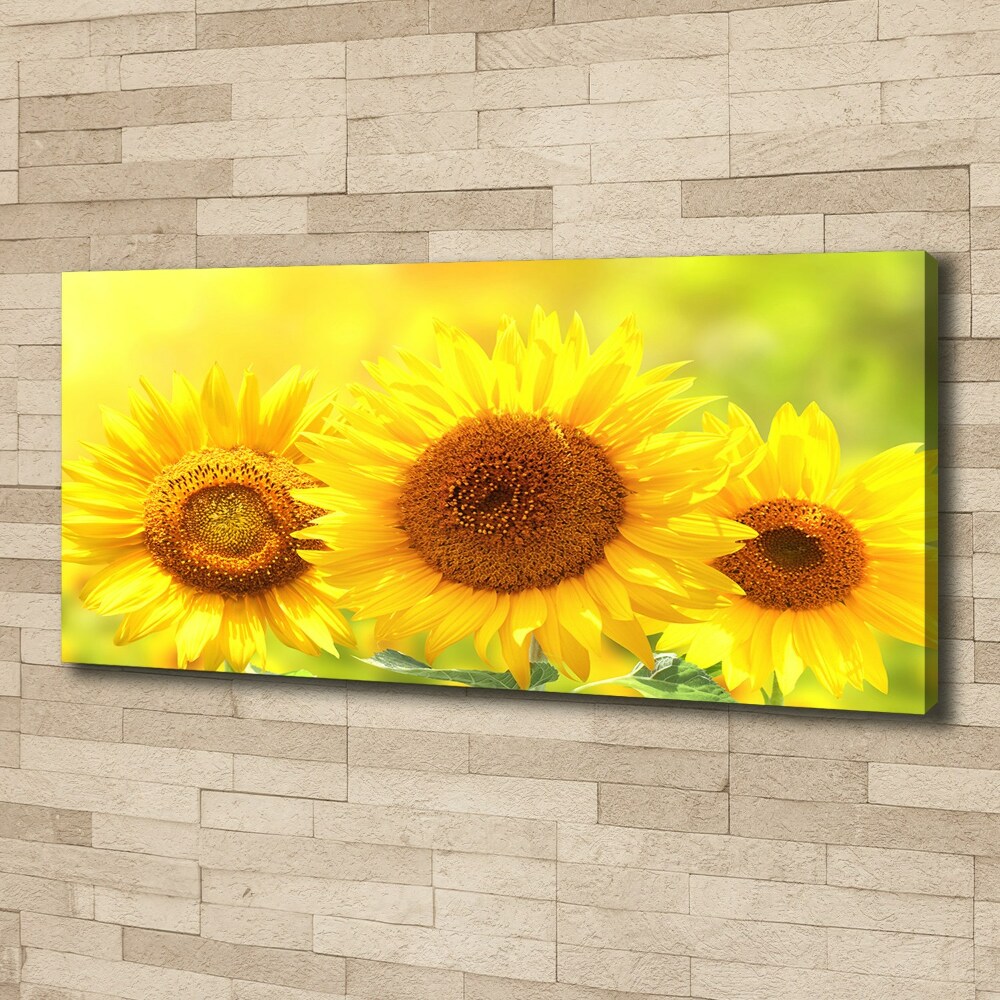 Tableau sur toile Plante de tournesol